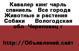 Кавалер кинг чарль спаниель - Все города Животные и растения » Собаки   . Вологодская обл.,Череповец г.